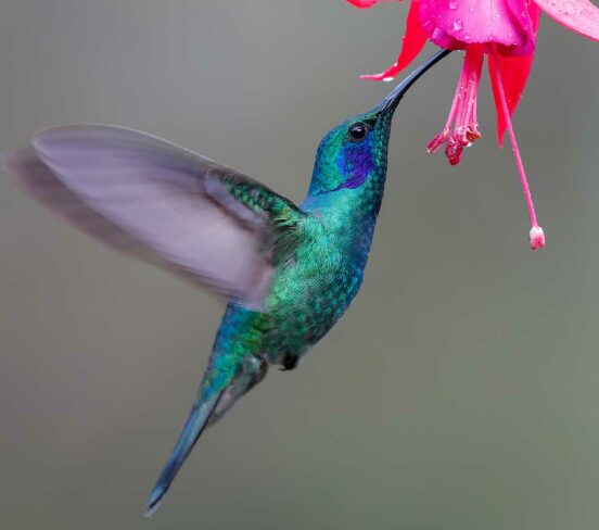 cool how to write content that is google hummingbird friendly references