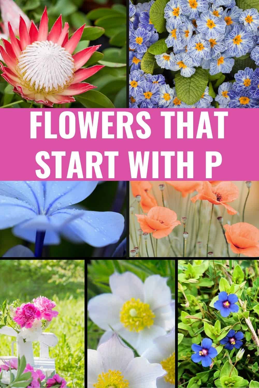 names of flowers that start with the letter p